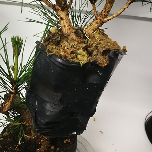 Acodo aéreo pino thunbergii: terminado con su capa de musgo sphagnum