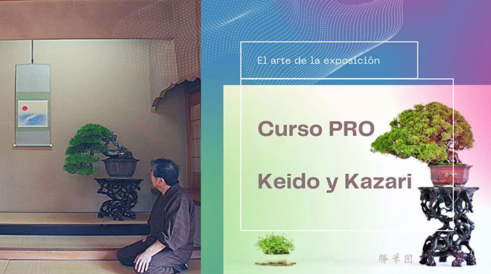 Curso World Bonsái Universitu(WBU): Curso Pro de keido y kazari