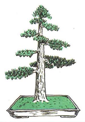 Los estilos de bonsái: chokkan o estilo vertical formal