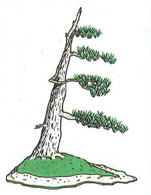Los estilos de bonsái: fukinagashi o estilo azotado por el viento