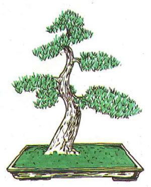 Los estilos de bonsái: moyogui o estilo vertical informal
