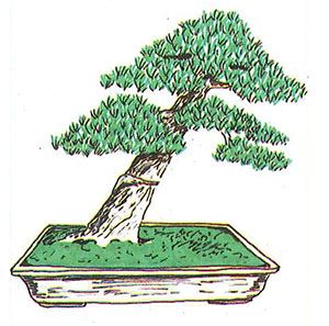 Los estilos de bonsái: shakkan o estilo inclinado