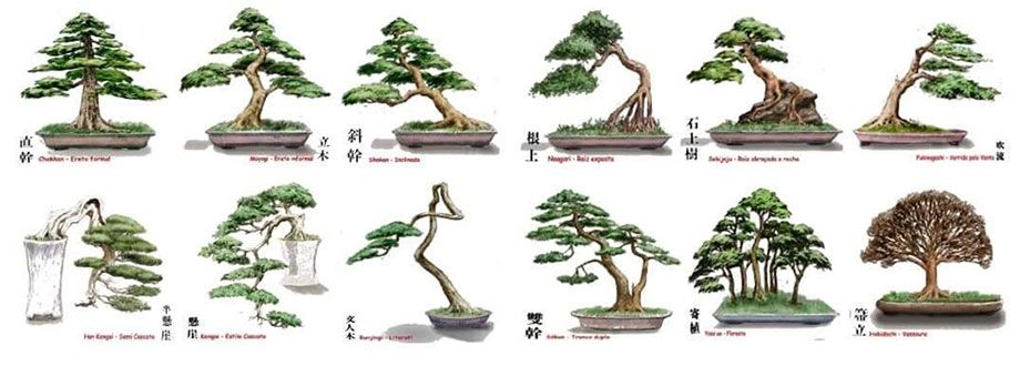 Los estilos de bonsai