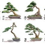 Los estilos de bonsai