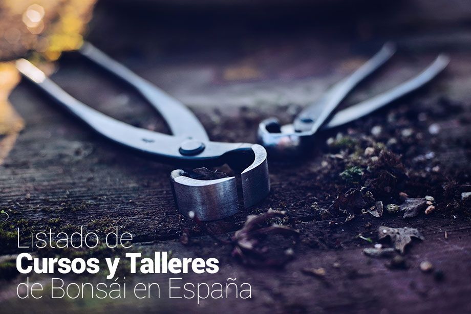 Listado de Cursos y Talleres de Bonsái en España